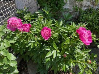 Camelia Casa Vacanze 19